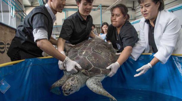 Nantrika Chansue (R), un veterinario a cargo del centro de investigación acuática de Chulalongkorn hospital, y el personal manejan una tortuga marina llamada "Piggy Bank" en el Centro de Investigación Animal Veterinary Medical acuática en Bangkok el 13 de