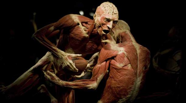 Los cuerpos humanos plastinados están expuestos en el 'Body Worlds', la exposición anatómica de cuerpos humanos reales. Foto: Archivo / AFP