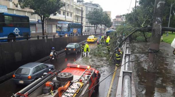 Árbol caído en la calle Luis Felipe Borja, sector Alameda. Foto: Tomada de la cuenta Twitter @ObrasQuito