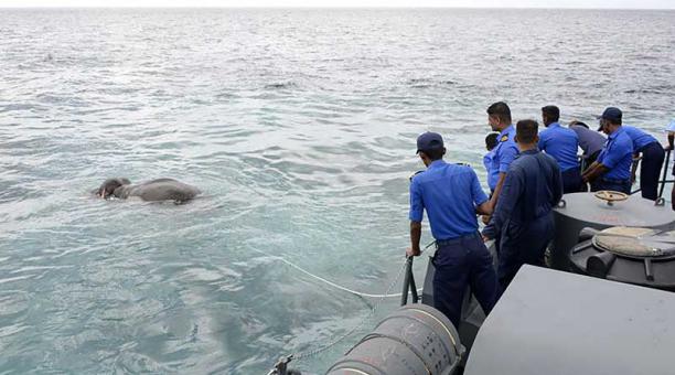El rescates de un elefante que fue descubierto luchando por mantenerse a flote en aguas profundas, a unos ocho kilómetros de la costa noreste de la isla. Foto: AFP