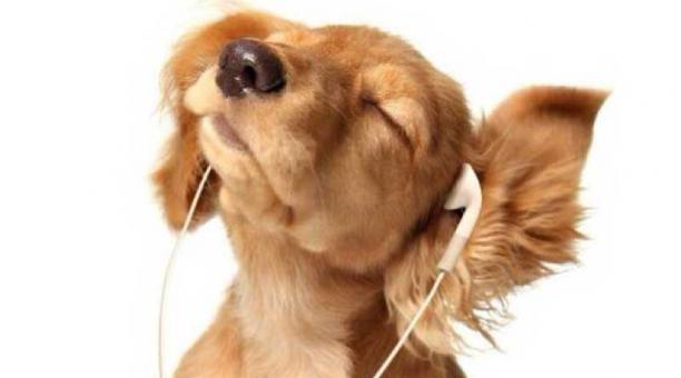 La música puede ayudar a relajar a los animales en situaciones estresantes como tormentas eléctricas o visitas al doctor. Foto: Ingimage