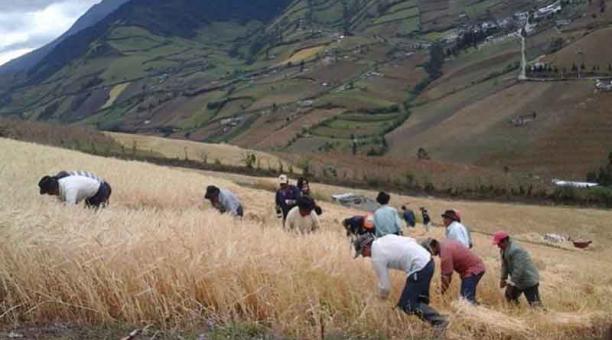 Tanto para la siembra como para la cosecha, en la comuna de Aloguincho, se hacen mingas. Foto: cortesía Municipio de Quito