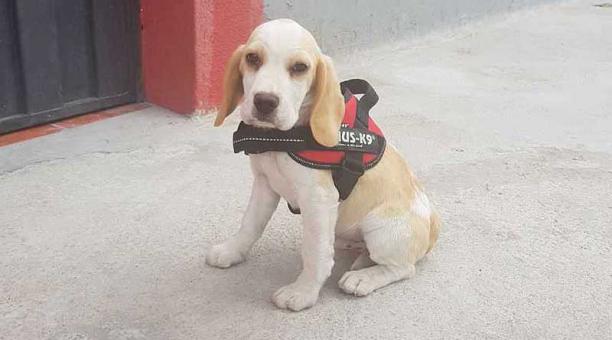 Caos es un beagle que tiene cuatro meses. Foto: cortesía Bomberos Quito