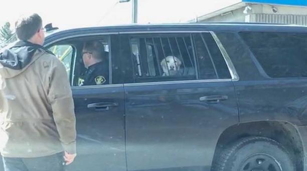 La imagen del perro llevado en un patrullero se viralizó en redes sociales. Foto: captura