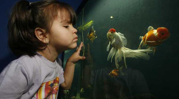 Los niños suelen encariñarse con los peces por sus llamativos colores y tamaños. Foto: Vicente Costales / ÚN