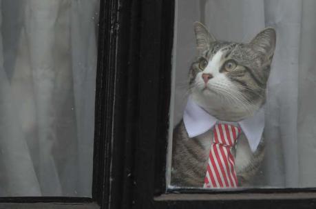 El gato en la Embajada ecuatoriana en Londres mira desde una ventana el revuelo de periodistas por el interrogatorio a Julian Assante. Foto: AFP