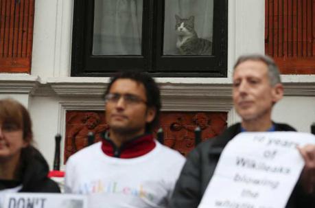 El gato en la Embajada ecuatoriana en Londres mira desde una ventana el revuelo de periodistas por el interrogatorio a Julian Assante. Foto: AFP