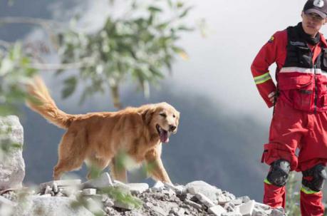 Cratos es el más experimentado de los canes de rescate. Foto: Cortesía del Cuerpo de Bomberos.