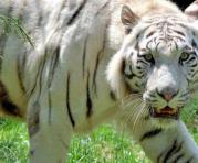 Un zoológico británico investiga el martes 30 de mayo del 2017 la muerte de una cuidadora atacada por un tigre. Foto: EFE