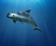 Un grupo de científicos utilizará delfines para que guíen a las vaquitas marinas a un refugio. Foto: ÚN