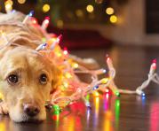 Las mascotas son sensibles a varios ingredientes que se encuentran en las cenas navideñas. Foto: ingimage