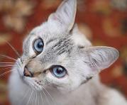 Las mordidas pueden indicar que el gato se siente incómodo con las caricias. Foto: Pixabay