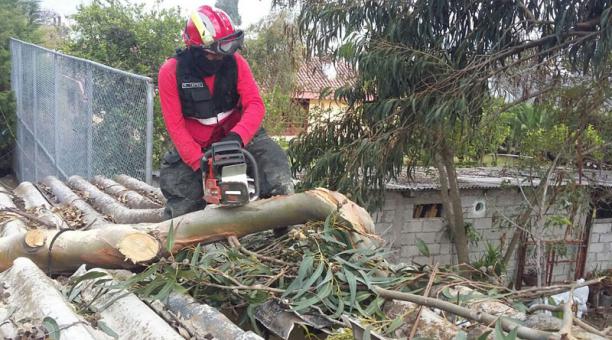 La caída de un árbol sobre una casa obligó a evacuar a una familia en Tumbaco Foto: Cortesía / Bomberos de Quito