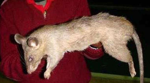 Una rata gigante de Sudáfrica como esta mató a la pequeña bebé de tres meses del distrito de Katlehong, Johanesburgo