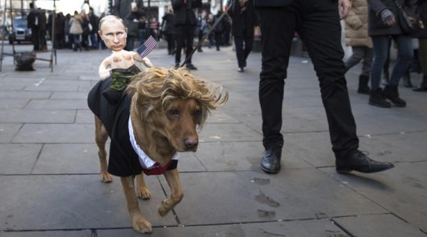 Un perro fue disfrazado de Donald Trump en Londres, durante la ceremonia de investidura como nuevo presidente estadounidense. Foto: EFE