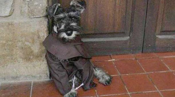 Fray Bigotón, el perro 'religioso' que es sensación en las redes sociales. Foto: Tomada de la cuenta Facebook Schnauzer del Continente Americano
