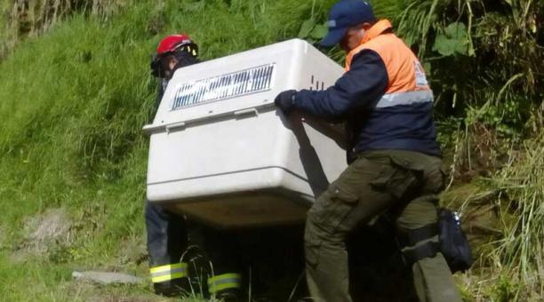 Personal municipal actuó en el rescate gatuno. Foto: Cortesía COE Metropolitano