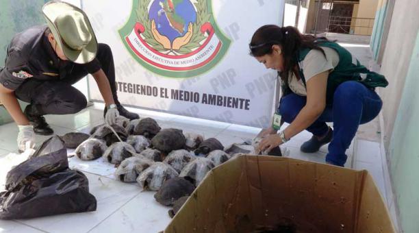 El personal de la vida silvestre libera a aproximadamente 29 tortugas de Galápagos en peligro de extinción de Ecuador interceptadas y rescatadas en Piura, al norte de Perú, el 19 de abril de 2017. Foto: AFP