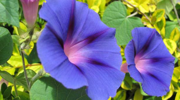Para obtener más hortensias azules, explica Duicela, se mejora el pH del suelo (pH 7 por lo general). Foto: Archivo / ÚN