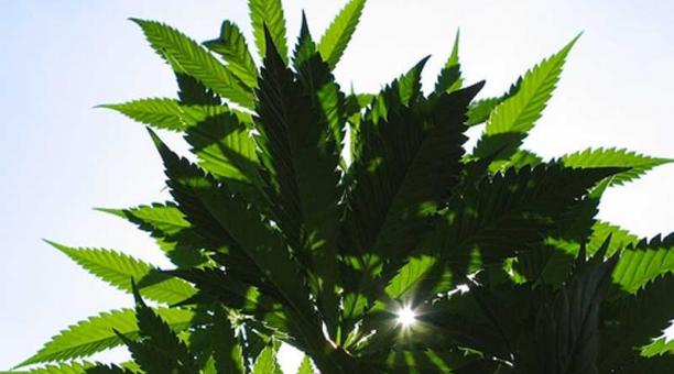 Paraguay comenzó a distribuir el jueves 6 de julio del 2017 el aceite de cannabis para uso medicinal. Foto: Flickr