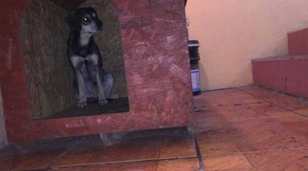 Galo B. tiene bajo su cuidado a cinco perros en el interior de su domicilio. Foto: Paúl Rivas / ÚN