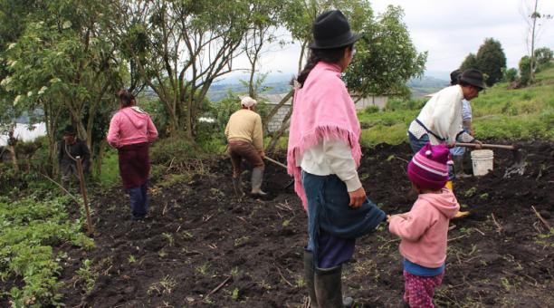 La seguridad alimenticia debe ser una política pública del Ecuador, unida a estrategias para eliminar la pobreza. Foto: Archivo / ÚN