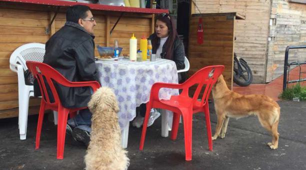 La mayoría de los perritos que se encuentran vagando en las calles poseen propietarios que no los cuidan de manera responsable. Foto: Paúl Rivas / ÚN