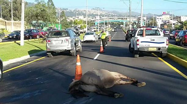 Un accidente entre un automóvil y un caballo en el carril central de la autopista Rumiñahui. Foto: Cortesía