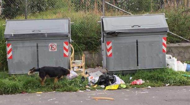La basura y los perros callejeros son parte del paisaje de las calles de Turubamba. Foto: Eduardo Terán / ÚN