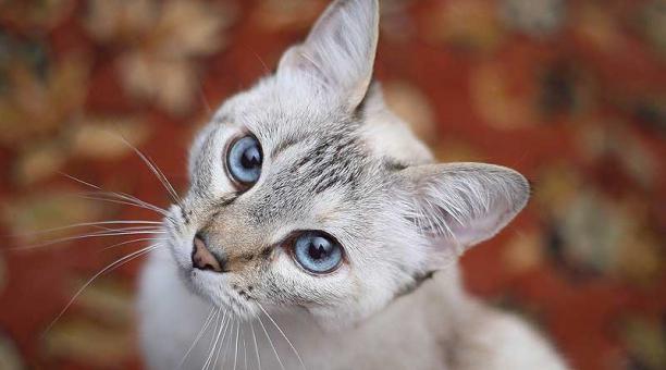 Las mordidas pueden indicar que el gato se siente incómodo con las caricias. Foto: Pixabay