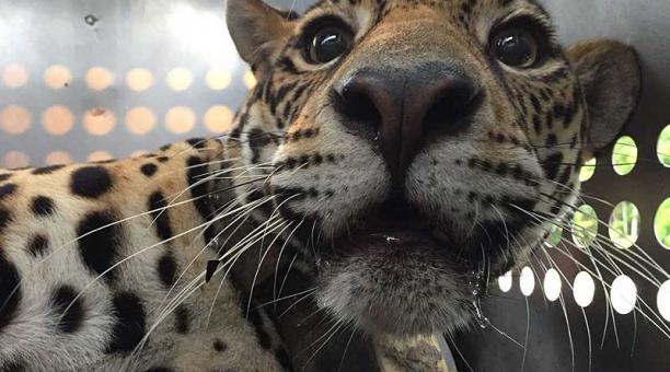 La jaguar tenía 18 perdigones en su cuerpo cuando fue encontrada, en 2015. Foto: Instituto Tueri / EFE