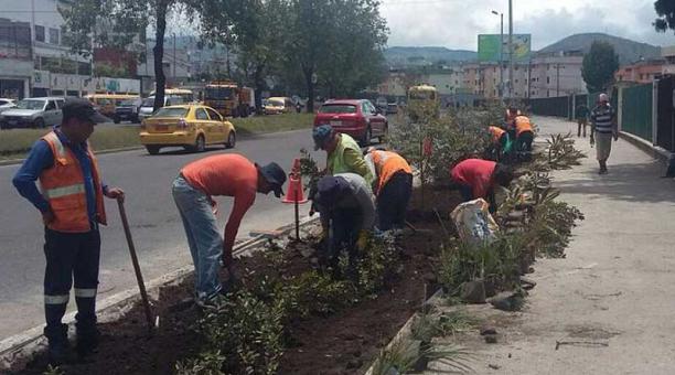 Plantas nativas y árboles pequeños se sembraron en las paradas derrocadas. Foto: cortesía Municipio de Quito