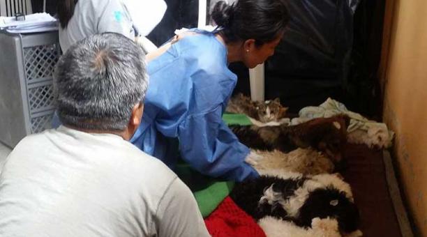 Para realizar la operación, las mascotas deben estar en ayunas. Foto: cortesía Municipio de Quito