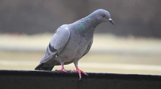 En Sao Paulo está prohibido "la comercialización de alimentos para palomas en las calles y plazas públicas". Foto: Pixabay
