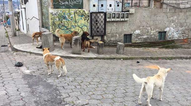 En la calle Obispo Díaz de la Madrid proliferan los perros. Muchos de ellos tienen dueño. Foto: Ana Guerrero / ÚN