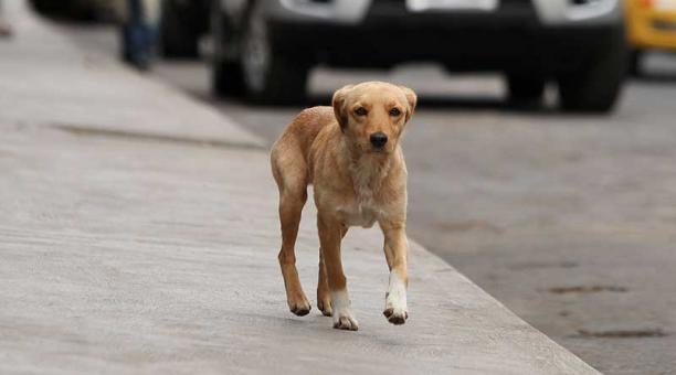 De acuerdo con el censo, la situación de los perros abandonados se ha agudizado en estos últimos cuatro años. Foto: archivo / ÚN