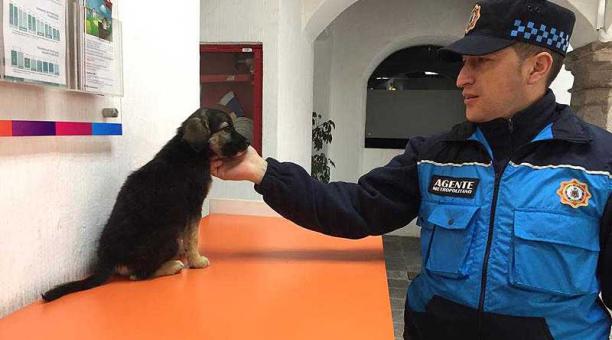Un uniformado cuidó al cachorro mientras la nueva dueña realizaba trámites. Foto: Betty Beltrán / ÚN
