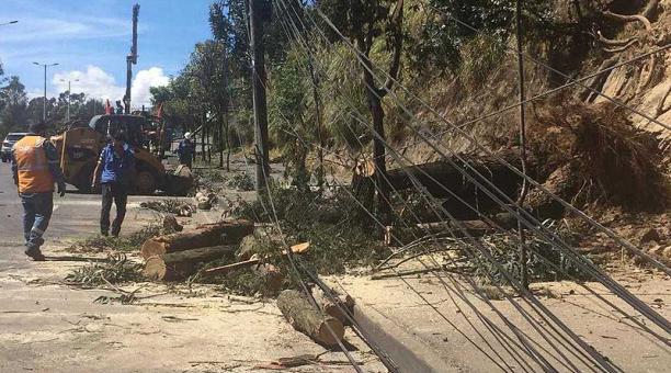La movilidad en el sector se vio afectada a causa del árbol que cayó. Foto: Eduardo Terán / ÚN