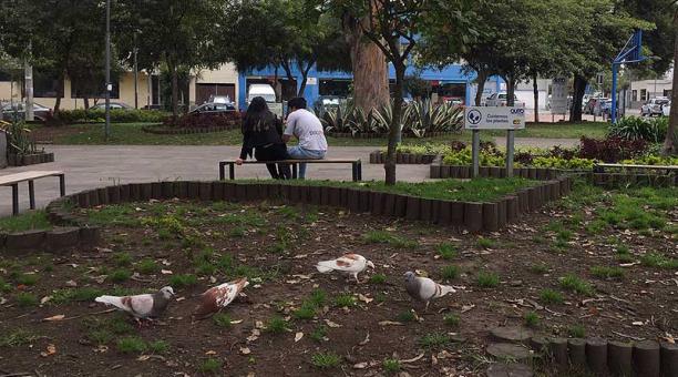 En el parque Gabriela Mistral las palomas se acercan porque siempre hay quien les dé de comer. Foto: Ana Guerrero / ÚN