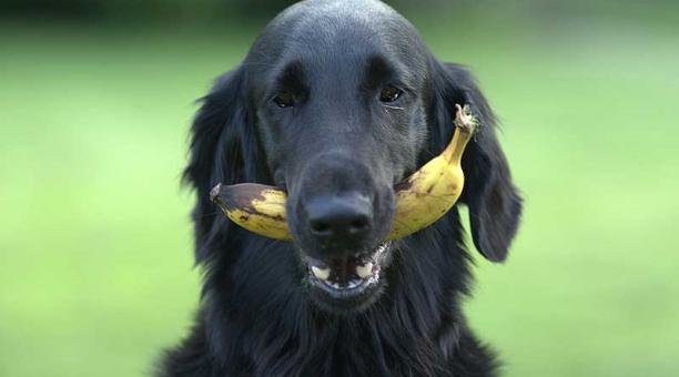 Algunas frutas sí son una opción para alimentar a su mascota. Asegúrese que sea en la cantidad adecuada. Foto: Pixabay
