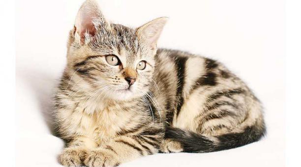 Si adopta a un gatito asegúrese de contar con lo necesario para su cuidado y crianza, además de un espacio adecuado. Foto: Pixabay