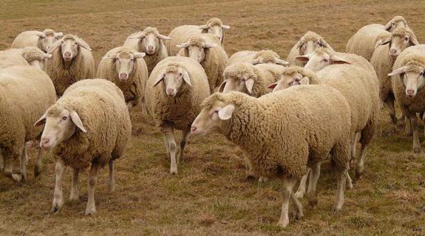 Imagen referencial. Un granjero ingresó a la escuela con 15 ovejas y las inscribió en presencia de alumnos, padres y maestros. Foto: Pxhere