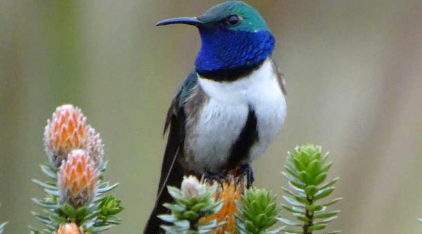 Quito alberga 55 tipos diferentes de colibríes. Foto: EFE