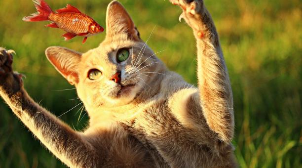 Los gatos son carnívoros y por ello requieren nutrientes concretos. Foto: Pixabay