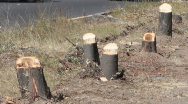 De la tala quedaron como evidencia los pequeños troncos cortados. Foto: Eduardo Terán / ÚN