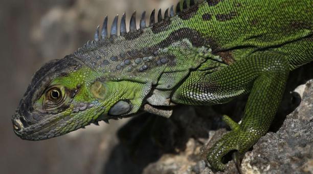 La iguana verde es la que está condenada. Foto: AFP