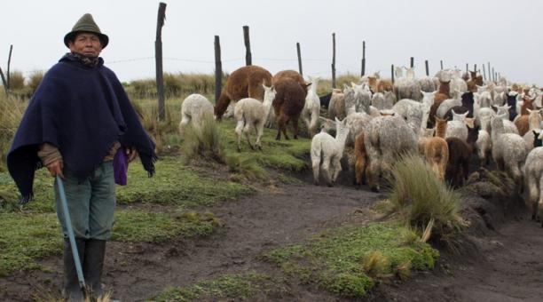 En los páramos de varias provincias de la Sierra la alpaca crece bien. Foto: Cortesía Fundación Heifer Ecuador