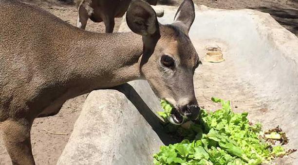 Quienes vayan al zoológico de Guayllabamba podrán acercarse a los animales, pero conociendo sus historias. Foto: Facebook Fundación Zoológica del Ecuador