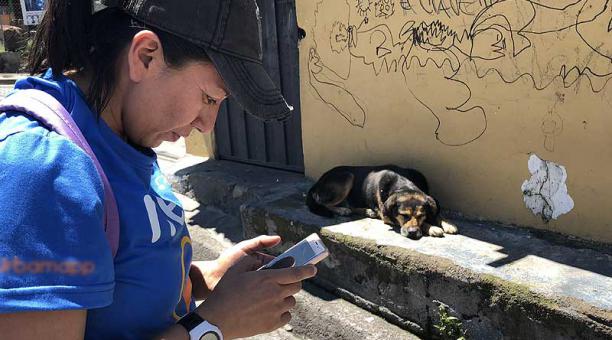 Los censadores registrarán a los animales callejeros de 8 parroquias urbanas y 8 rurales de Quito. Foto: cortesía / archivo ÚN
