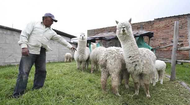 La lana de estos animales permite obtener tejidos de altísima calidad. Foto: Álvaro Pineda para ÚN